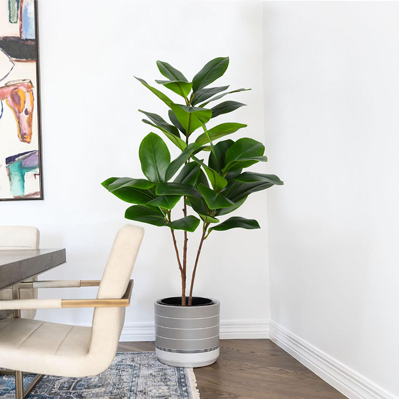 Rubber Plant Ficus - Planta de Banyan falsa grande Tropical