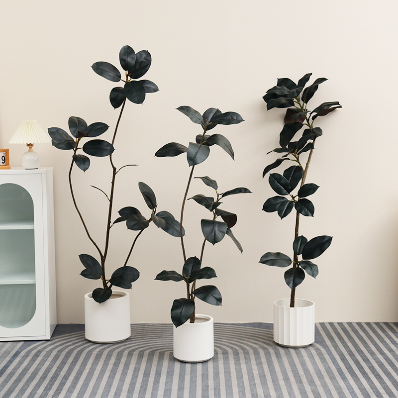 Planta en maceta de plástico A - Rubber Plant Ficus reseña y precio