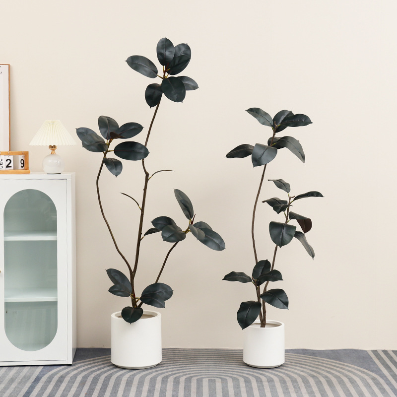 Planta en maceta de plástico A - Rubber Plant Ficus reseña y precio