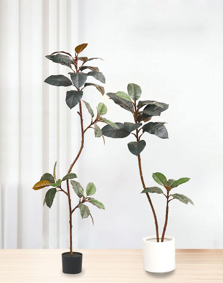 Planta en maceta de plástico A - Rubber Plant Ficus reseña y precio